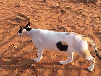 あな？目の錯覚？