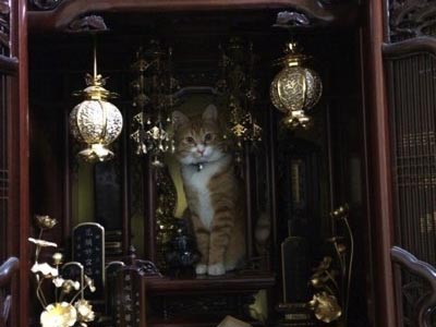 ジャストキャット